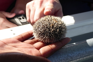 Filename=P1110508.JPG
Filesize=4529KiB
Dimensions=4000x2672
Date added=Feb 03, 2022 P1110508.JPG