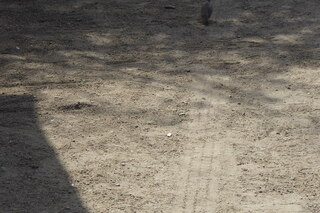 Filename=P1110552.JPG
Filesize=4324KiB
Dimensions=4000x2672
Date added=Feb 03, 2022 P1110552.JPG