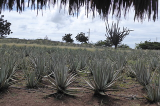 Filename=P1110694.JPG
Filesize=4994KiB
Dimensions=4000x2672
Date added=Feb 03, 2022 P1110694.JPG