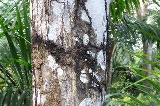 Filename=P1110790.JPG
Filesize=4278KiB
Dimensions=4000x2672
Date added=Feb 03, 2022 P1110790.JPG