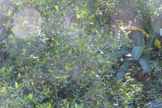 Filename=P1110963.JPG
Filesize=4432KiB
Dimensions=4000x2672
Date added=Feb 03, 2022 P1110963.JPG