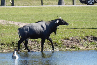 Filename=P1110990.JPG
Filesize=4556KiB
Dimensions=4000x2672
Date added=Feb 03, 2022 P1110990.JPG