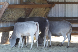 Filename=P1110998.JPG
Filesize=4560KiB
Dimensions=4000x2672
Date added=Feb 03, 2022 P1110998.JPG