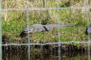 Filename=P1120006.JPG
Filesize=4370KiB
Dimensions=4000x2672
Date added=Feb 03, 2022 P1120006.JPG