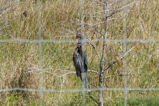 Filename=P1120007.JPG
Filesize=4584KiB
Dimensions=4000x2672
Date added=Feb 03, 2022 P1120007.JPG