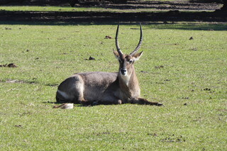 Filename=P1120011.JPG
Filesize=4318KiB
Dimensions=4000x2672
Date added=Feb 03, 2022 P1120011.JPG