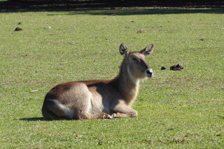 Filename=P1120016.JPG
Filesize=4320KiB
Dimensions=4000x2672
Date added=Feb 03, 2022 P1120016.JPG