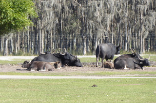 Filename=P1120020.JPG
Filesize=4616KiB
Dimensions=4000x2672
Date added=Feb 03, 2022 P1120020.JPG