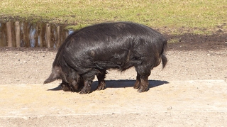 Filename=P1120032.JPG
Filesize=4080KiB
Dimensions=4000x2248
Date added=Feb 03, 2022 P1120032.JPG