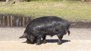 Filename=P1120033.JPG
Filesize=4223KiB
Dimensions=4000x2248
Date added=Feb 03, 2022 P1120033.JPG