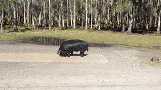 Filename=P1120034.JPG
Filesize=3948KiB
Dimensions=4000x2248
Date added=Feb 03, 2022 P1120034.JPG