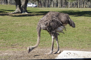 Filename=P1120037.JPG
Filesize=4332KiB
Dimensions=4000x2672
Date added=Feb 03, 2022 P1120037.JPG