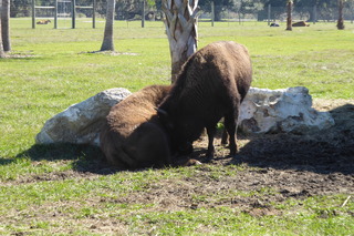 Filename=P1120038.JPG
Filesize=4429KiB
Dimensions=4000x2672
Date added=Feb 03, 2022 P1120038.JPG