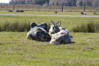 Filename=P1120045.JPG
Filesize=4253KiB
Dimensions=4000x2672
Date added=Feb 03, 2022 P1120045.JPG