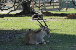 Filename=P1120059.JPG
Filesize=4326KiB
Dimensions=4000x2672
Date added=Feb 03, 2022 P1120059.JPG