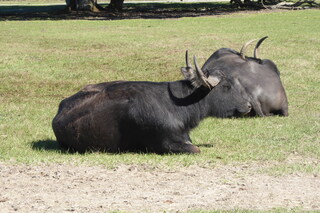 Filename=P1120066.JPG
Filesize=4284KiB
Dimensions=4000x2672
Date added=Feb 03, 2022 P1120066.JPG