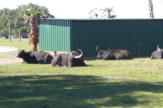 Filename=P1120067.JPG
Filesize=4646KiB
Dimensions=4000x2672
Date added=Feb 03, 2022 P1120067.JPG