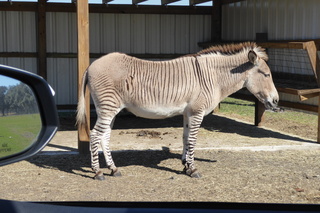 Filename=P1120068.JPG
Filesize=4528KiB
Dimensions=4000x2672
Date added=Feb 03, 2022 P1120068.JPG