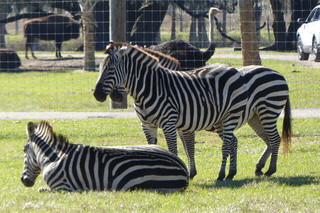 Filename=P1120074.JPG
Filesize=4489KiB
Dimensions=4000x2672
Date added=Feb 03, 2022 P1120074.JPG