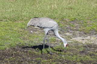 Filename=P1120075.JPG
Filesize=4297KiB
Dimensions=4000x2672
Date added=Feb 03, 2022 P1120075.JPG