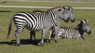 Filename=P1120077.JPG
Filesize=4084KiB
Dimensions=4000x2248
Date added=Feb 03, 2022 P1120077.JPG