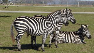 Filename=P1120078.JPG
Filesize=4285KiB
Dimensions=4000x2248
Date added=Feb 03, 2022 P1120078.JPG