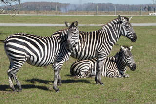 Filename=P1120079.JPG
Filesize=4237KiB
Dimensions=4000x2672
Date added=Feb 03, 2022 P1120079.JPG