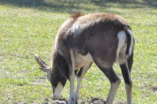 Filename=P1120090.JPG
Filesize=4498KiB
Dimensions=4000x2672
Date added=Feb 03, 2022 P1120090.JPG