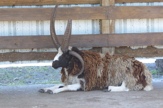 Filename=P1120092.JPG
Filesize=4637KiB
Dimensions=4000x2672
Date added=Feb 03, 2022 P1120092.JPG