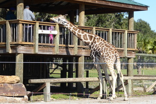 Filename=P1120101.JPG
Filesize=4271KiB
Dimensions=4000x2672
Date added=Feb 03, 2022 P1120101.JPG