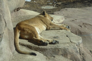 Filename=P1120299.JPG
Filesize=4325KiB
Dimensions=4000x2672
Date added=Feb 20, 2022 P1120299.JPG