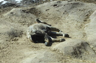 Filename=P1120300.JPG
Filesize=4538KiB
Dimensions=4000x2672
Date added=Feb 20, 2022 P1120300.JPG