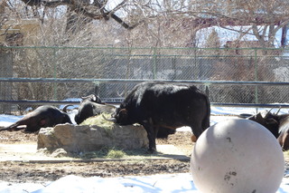 Filename=P1120303.JPG
Filesize=4560KiB
Dimensions=4000x2672
Date added=Feb 20, 2022 P1120303.JPG